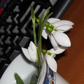 Castigatorul concursului de poze cu flori Castigatorul concursului de poze cu flori