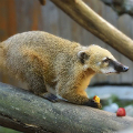 Digital Zoo, singura gradina zoologica virtuala din Romania, are o noua infatisare Digital Zoo, singura gradina zoologica virtuala din Romania, are o noua infatisare