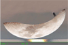 Moon skate Moon skate