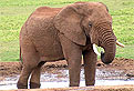 Elefantul African in Puzzle
