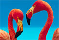 Puzzle cu Pasarile Flamingo