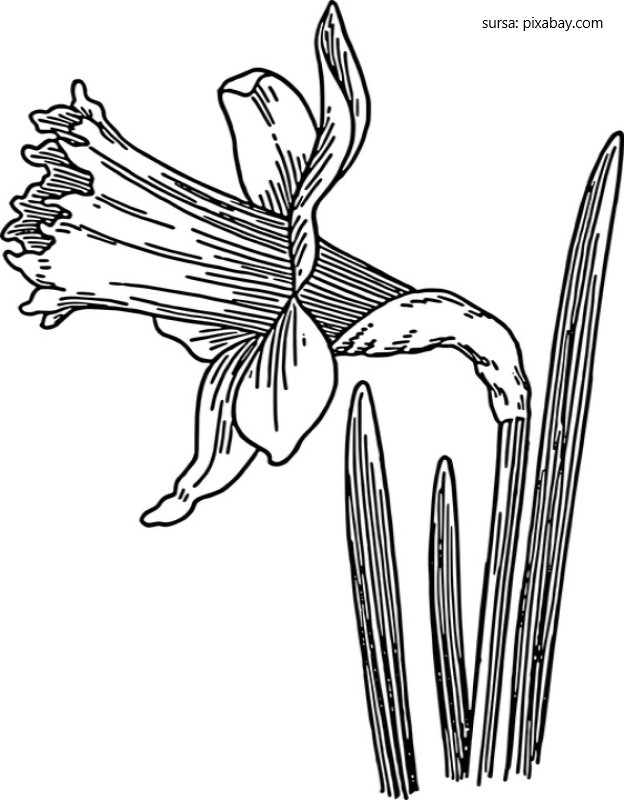 Narcisa, simbol de Pasti