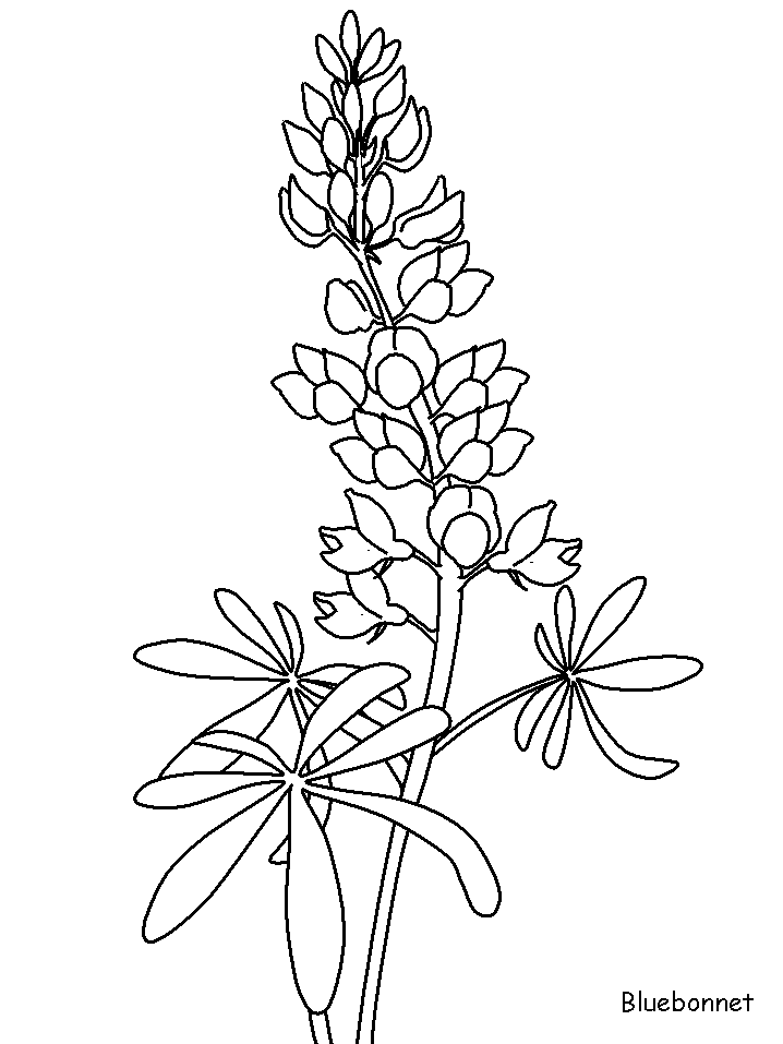Floare clopotel