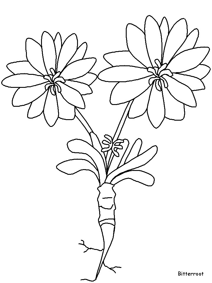 Floricele Bitterroot De Colorat