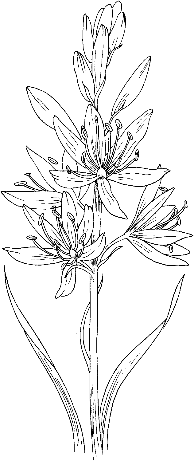 Floarea antena