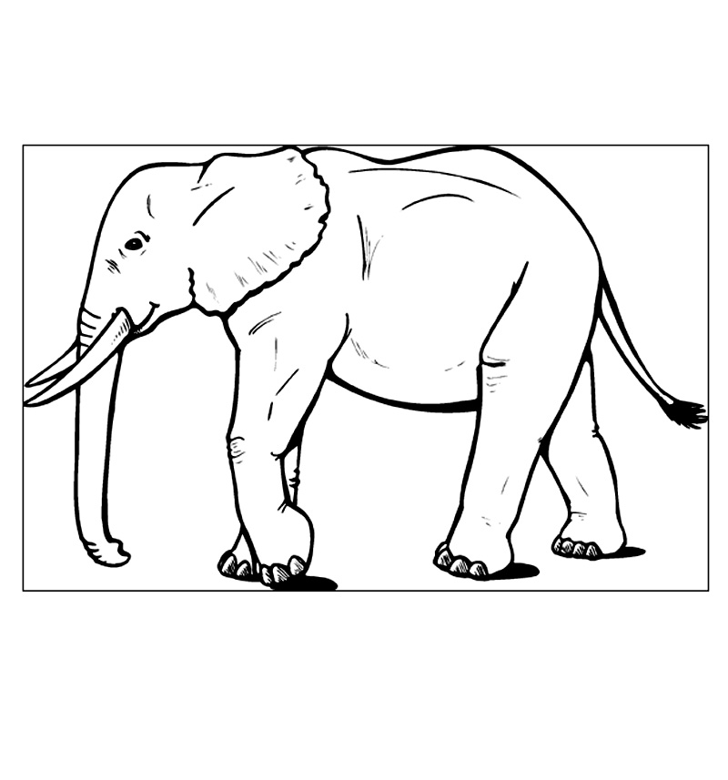 Elefant De Colorat