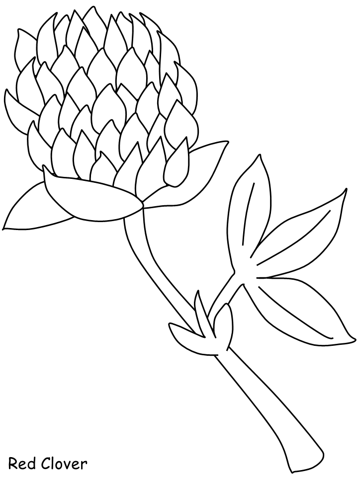 Floare de trifoi