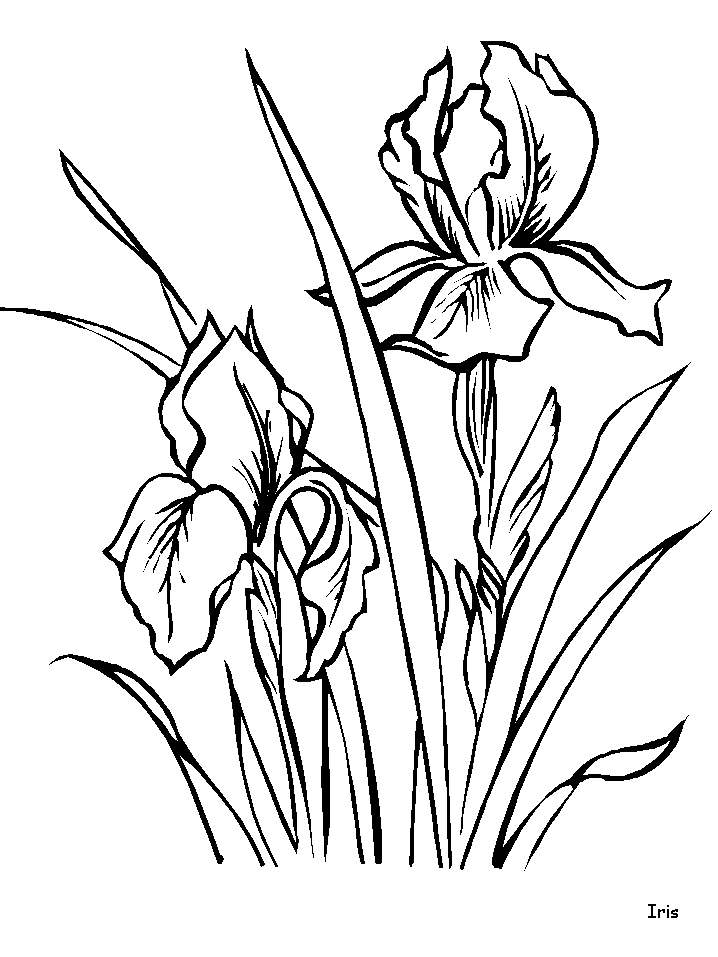 Iris de colorat