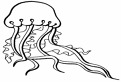 Meduza de colorat
