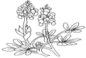 Plansa de colorat cu flori Nemtisor
