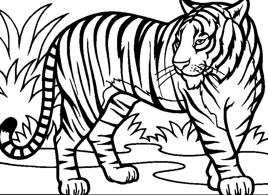 Plansa de colorat cu un tigru