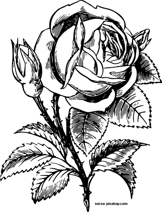 Trandafir salbatic