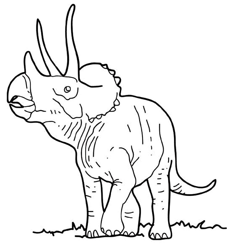 Un triceratops curios