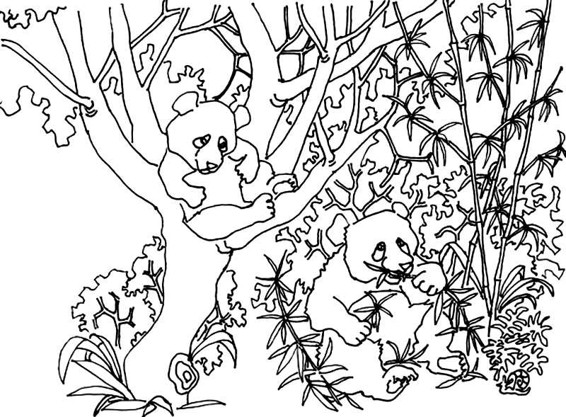 Ursi panda de colorat