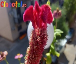 Zodiacul florilor: Ce spune floarea creasta cocosului despre cei ce o adora