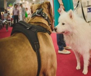 Urmeaza un weekend de neratat pentru iubitorii animalelor! 