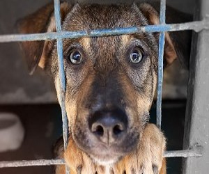 De ce prefera bucurestenii sa cumpere catei, in loc sa adopte? 