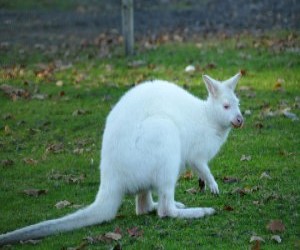 Cangurul alb: Ce trebuie sa stii despre acest animal rar si cum a fost vazut in Romania