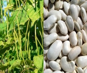 Stiati ca... fasolea este mai mult decat o simpla planta?