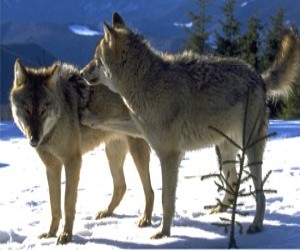 Cati lupi sunt in Carpatii Meridionali? Rezultatele studiului genetic realizat de Fundatia Conservation Carpathia