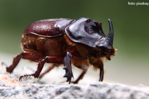 Lectia de zoologie: Gandacul rinocer, o insecta benefica pentru natura