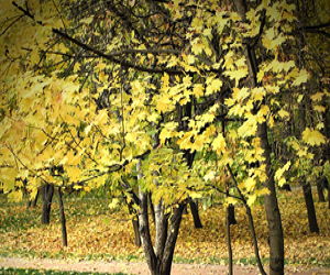 Sarbatori amuzante si importante in luna septembrie