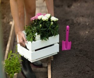 Cum alegem corect butasii de trandafiri pentru gradina