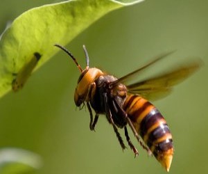 Ce stim despre viespea gigant asiatica si cat de periculoasa este