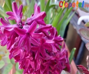 Zodiacul florilor: Zambila - Povestea parfumatei printese a primaverii