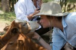 Demi Lovato face cunostinta cu un vitel in Africa