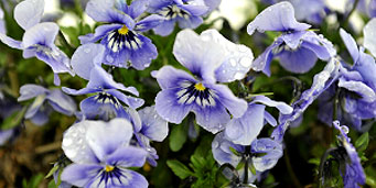 Florile in limba engleza