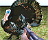 Turkey Shooter 3D